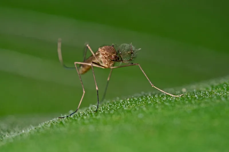 Detectan por primera vez mosquitos en Islandia, alertan científicos