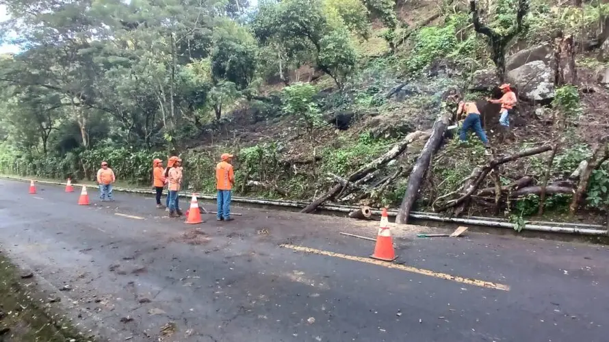 Fovial reporta cerca de 900 emergencias atendidas durante el periodo lluvioso, el 45 % fueron por árboles caídos