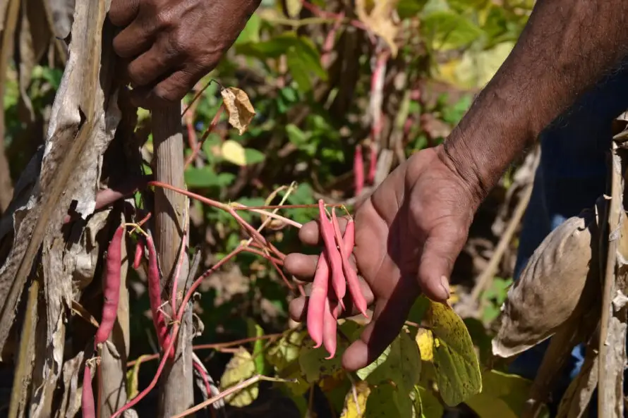 Producir un quintal de frijoles en El Salvador es $14 más caro que en Nicaragua, señala Campo