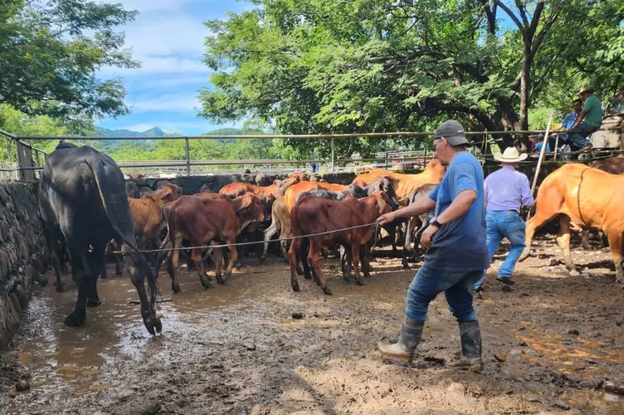 MAG asegura que uso de leche en polvo no reducirá la producción y llama a ganaderos a sumarse a programa de apoyo