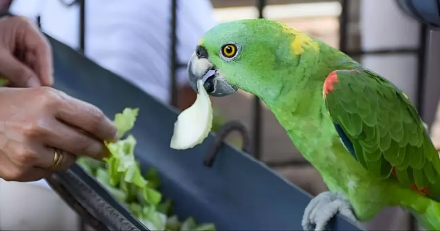 Aproaves exige conocer el paradero y estado de las aves decomisadas tras cierre del proceso judicial