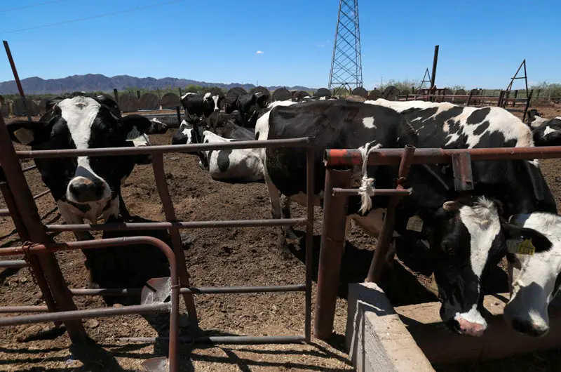 La industria cárnica de México busca nuevos mercados de exportación ante cierre de EE.UU.
