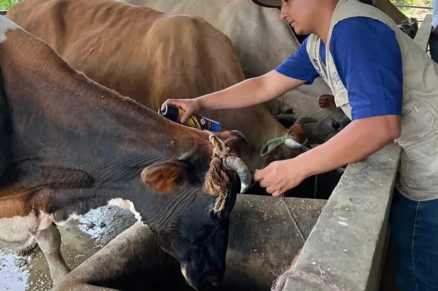 El tratamiento de una vaca con gusano barrenador puede costar hasta $40 en El Salvador