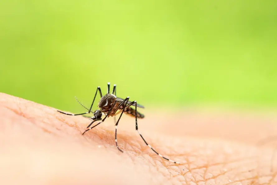 Panamá refuerza la vigilancia epidemiológica por caso de fiebre amarilla en Costa Rica