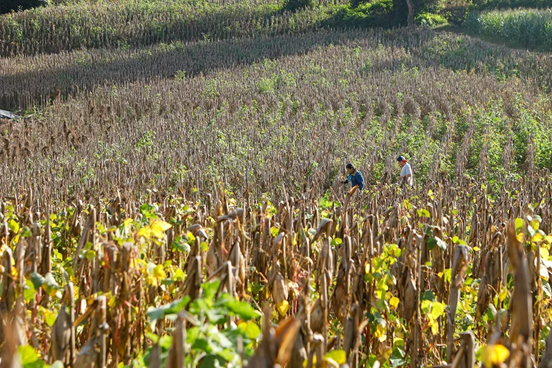 Agricultura descarta afectaciones en cultivos por lluvias de los últimos días