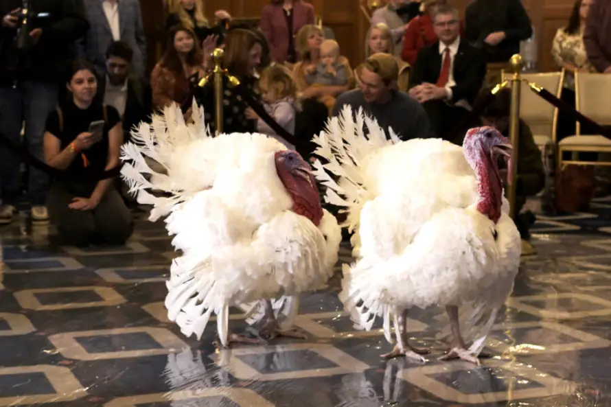 ¿Un pavo sin guarnición? La subida de precios desluce la cena de Acción de Gracias