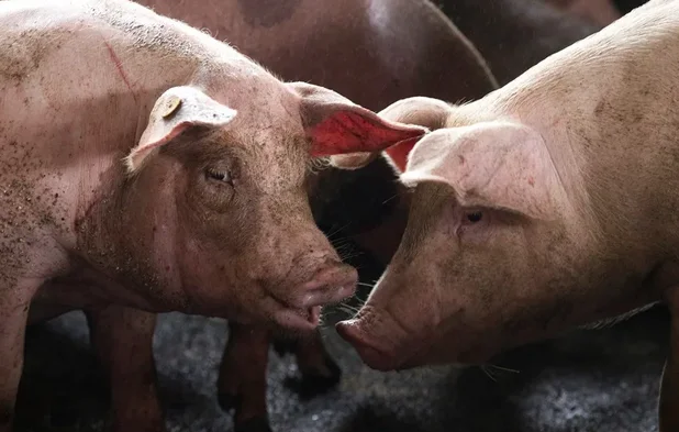 México suspende las importaciones de carne de cerdo de España por la peste porcina