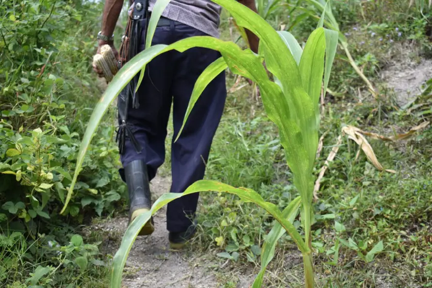 El 23 % de la producción de maíz se obtiene de Ahuachapán y Santa Ana