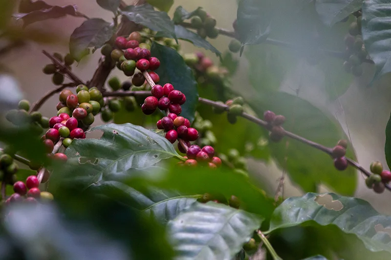 El Salvador exporta el menor volumen de café en tres décadas, pero los ingresos repuntan 23 %