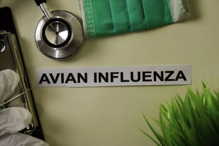 EE.UU. confirma primera muerte humana por gripe aviar H5N5