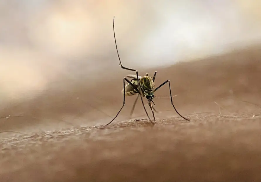 La malaria: qué es, cuáles son sus síntomas y cómo se trata