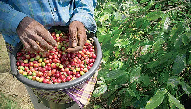 Suspensión de embargos de créditos al sector cafetalero se mantendrá hasta enero 2027