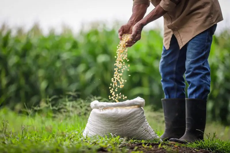 Préstamos financiarán subvenciones a negocios rurales y educación financiera a agricultores en El Salvador