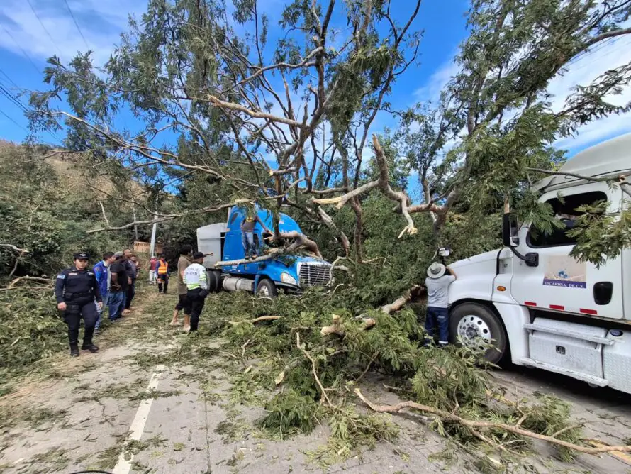 Un árbol de gran tamaño cae sobre dos rastras en Texistepeque