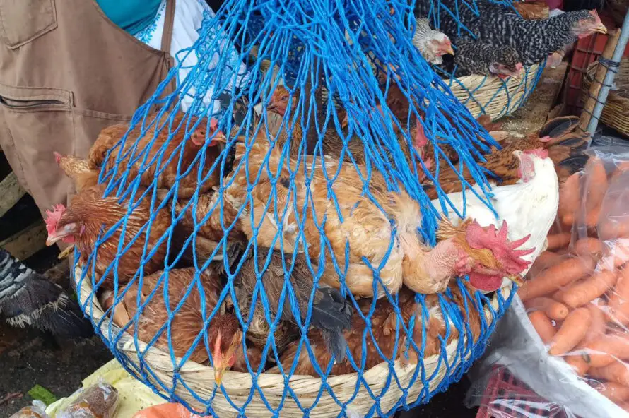 Los salvadoreños consumirán pollo, pavo y gaseosas en Navidad