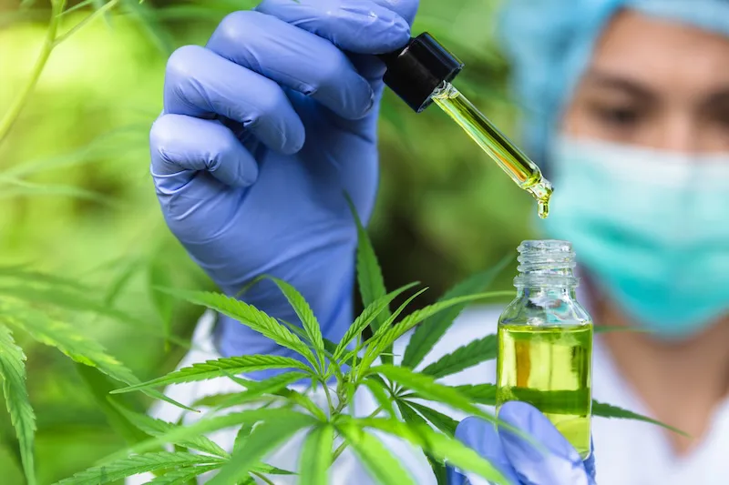 Estudio vincula el consumo de cannabis en la adolescencia con trastornos psiquiátricos