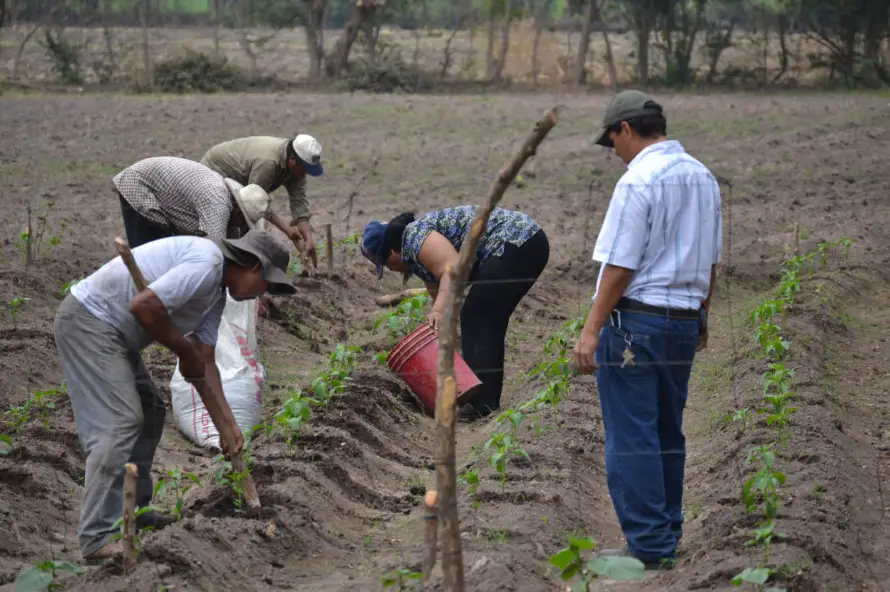 Empleo agropecuario se reduce con mayor fuerza en El Salvador y Bolivia