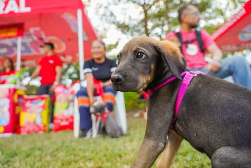 Inauguran espacio navideño para perritos en el Parque Bicentenario