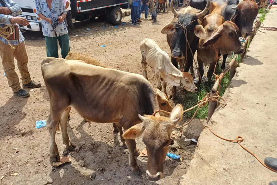 MAG afianza control sanitario de lácteos, carnes, miel y otros productos con reforma