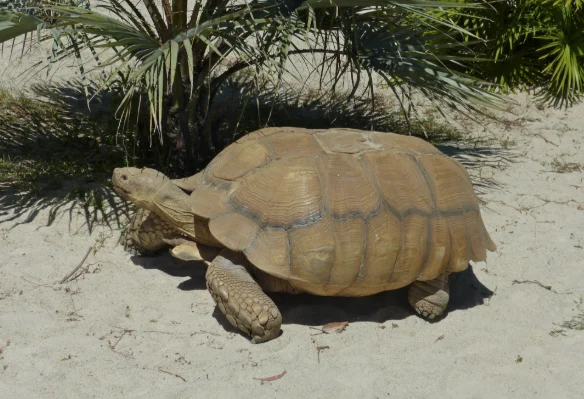 MAG autoriza zoocriadero de tortugas africanas en San Miguel