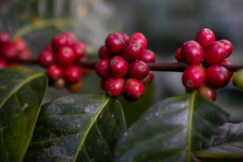Los ingresos por las exportaciones de café crecieron 45.8 % en el primer cuatrimestre de 2026