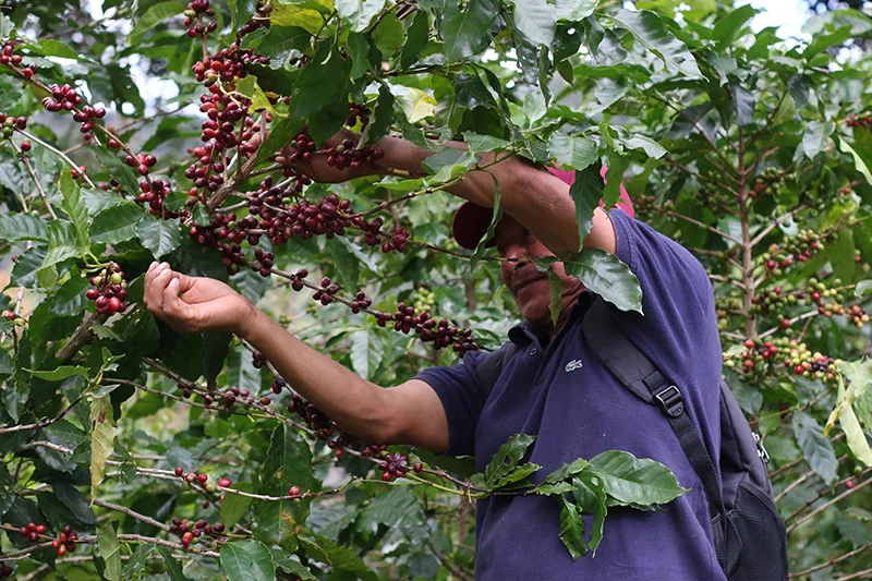 Chalatenango fue el único departamento donde creció el parque cafetalero desde 2007