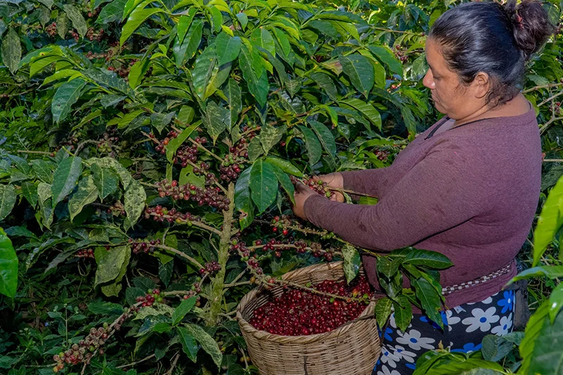 El café entra en racha negativa: exportaciones cayeron 50.3 % en noviembre