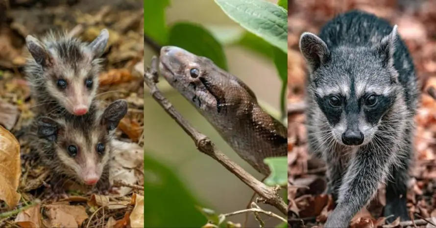 ¿Qué hacer si tacuazines, mapaches o serpientes aparecen en las casas?, esto recomienda Medio Ambiente