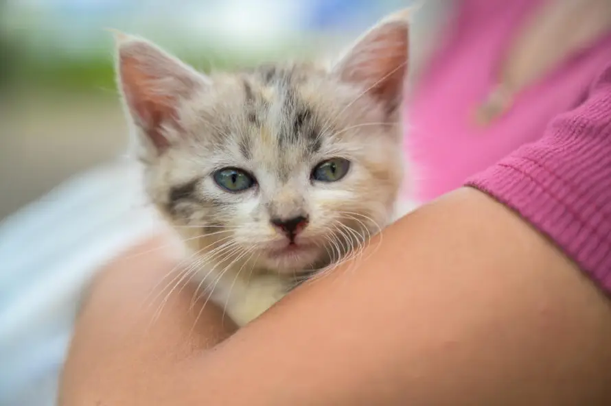 Alcaldía de San Salvador Centro habilita adopción virtual de gatos ante nuevo brote de panleucopenia felina