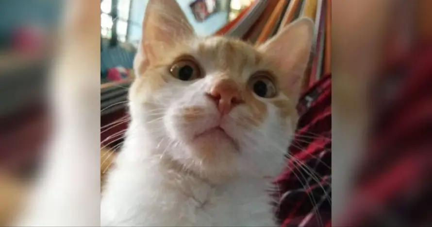 Especialistas recomiendan reforzar protocolos de higiene en hogares con gatos por enfermedad felina