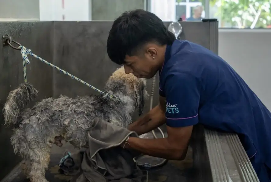 San Miguel Centro adjudica construcción de clínica de mascotas por $572,621.64