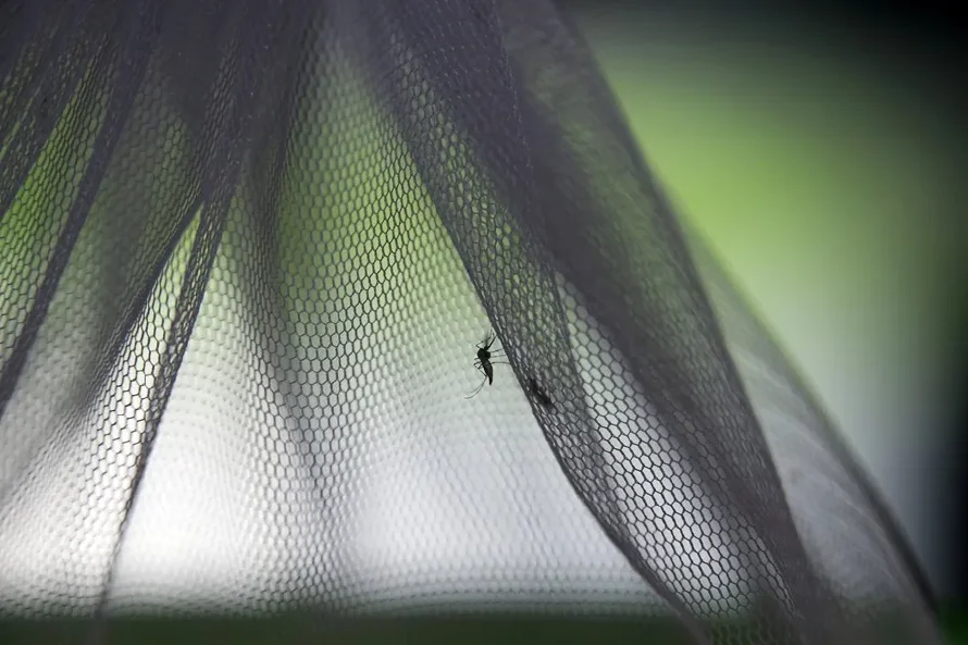 Los mosquitos prefieren cada vez más la sangre humana por la pérdida de hábitat, según estudio