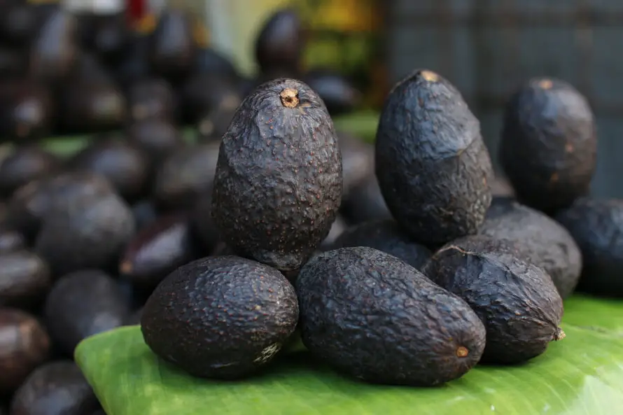 EE.UU. suspende certificaciones de aguacate mexicano en Michoacán por alerta de seguridad