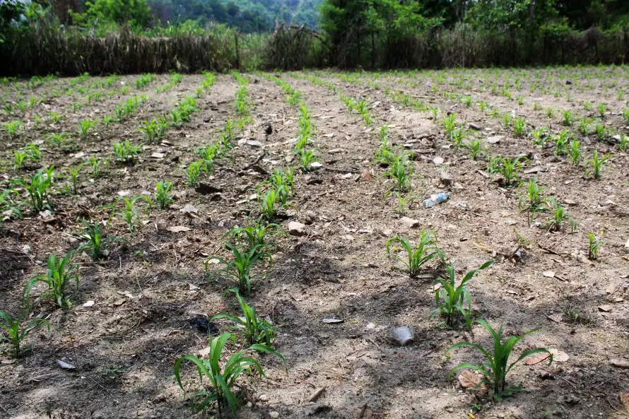 Fews Net alerta de incremento de lluvias en febrero, pero son insuficientes para actividades agrícolas