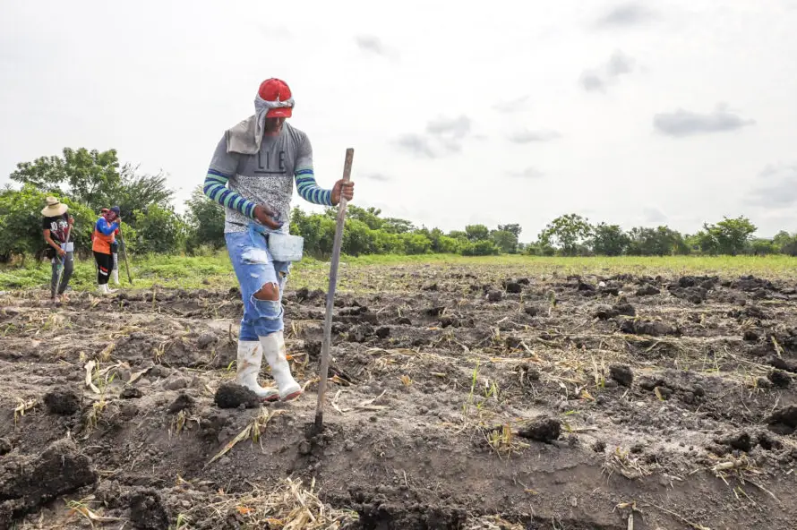 Fews Net prevé que lluvias y temperaturas promedio respalden el inicio de la siembra del ciclo 2026-2027