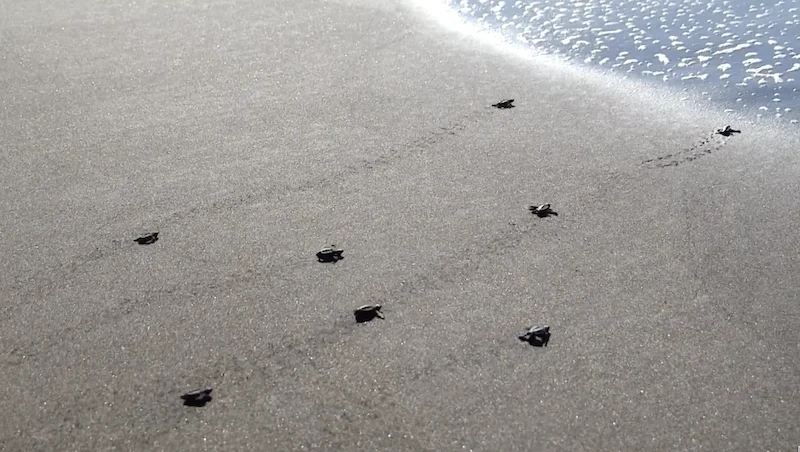 FIAES libera 8.5 millones de tortugas marinas recién nacidas en playas salvadoreñas