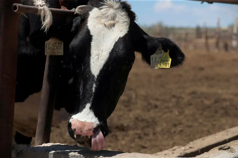 Casos acumulados de gusano barrenador en México aumentaron a 118 en una semana