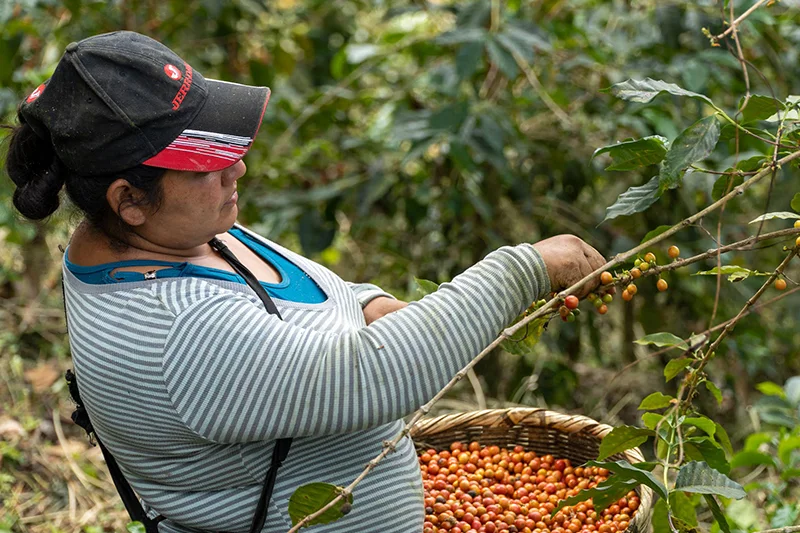 El parque cafetalero se redujo a la mitad en los últimos 18 años, revela Censo Agropecuario