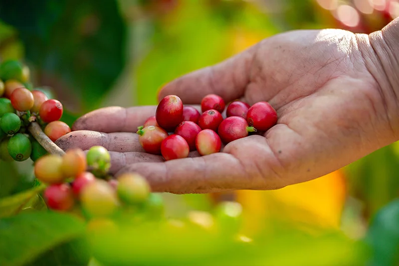Diputados prorrogan por cinco años fideicomiso del café, otorgando más tiempo para el pago de certificados
