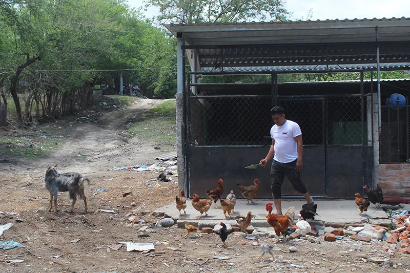 Los hogares salvadoreños crían más de 6.4 millones de animales en sus patios