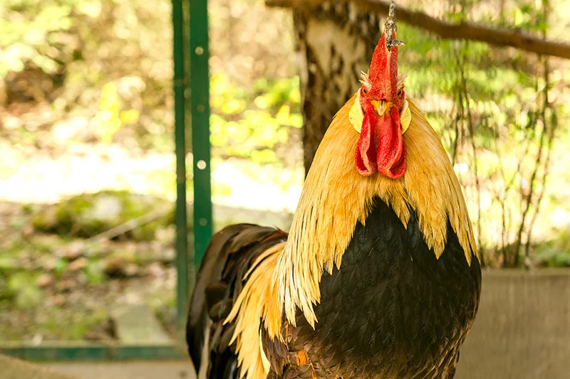 En El Salvador hay cerca de un gallo por cada 95 gallinas ponedoras y reproductoras