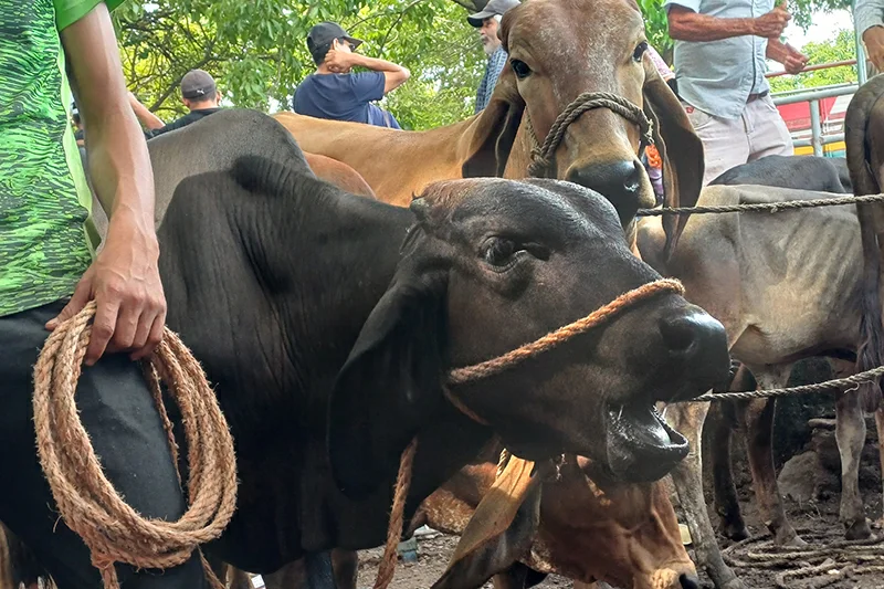 El hato bovino se redujo 43.5 % en 17 años en El Salvador