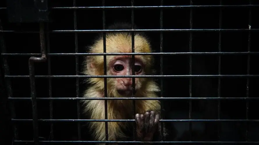 Recuperan 36 animales de 7 especies tras captura de estructura dedicada al tráfico ilegal de fauna silvestre