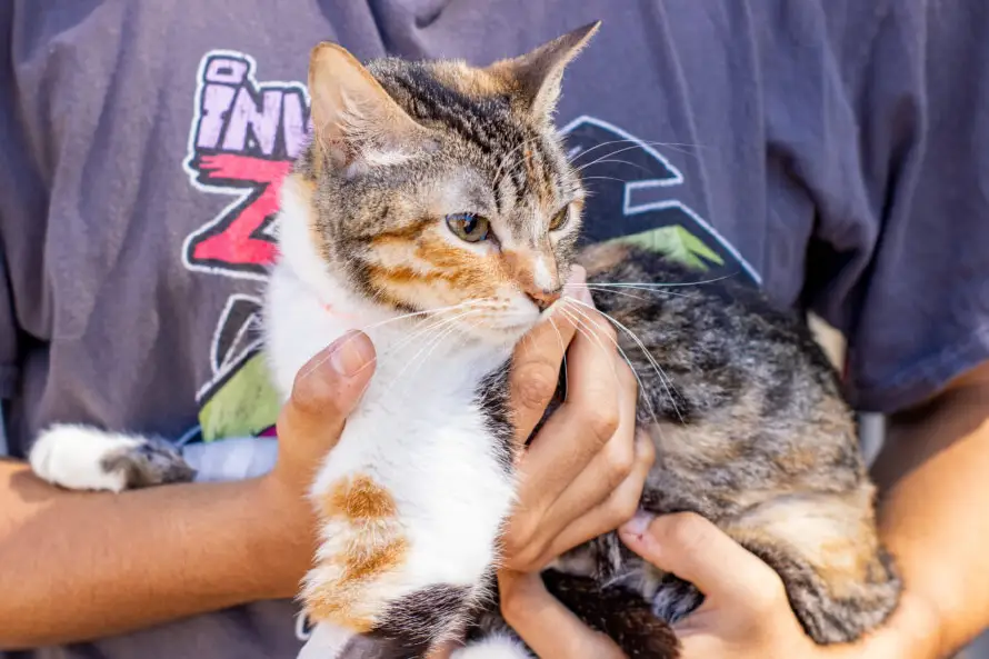 Veterinaria de la UES reabre atención para especies menores