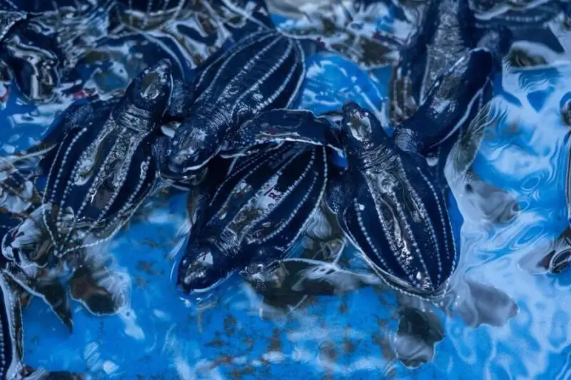 Medio Ambiente libera a 62 tortugas bebés en las playas de Ahuachapán
