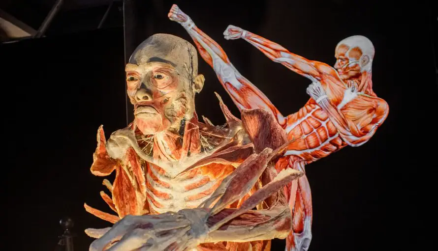 FOTOS: "Bodies", la fascinante exposición científica para toda la familia en Presidente Plaza
