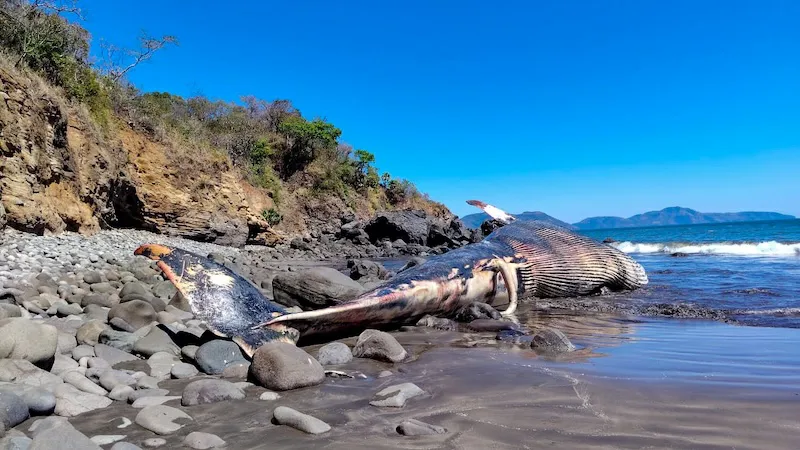 Medio Ambiente reporta varamiento de ballena Bryde de 20 metros en zona costera de difícil acceso
