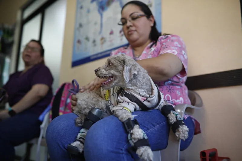 Orth-vetgrace: prótesis que dan esperanza a mascotas en El Salvador