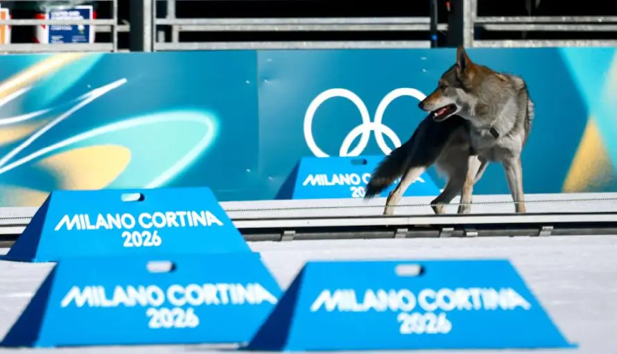 El perro lobo que cruzó la meta de los Juegos Olímpicos se vuelve viral