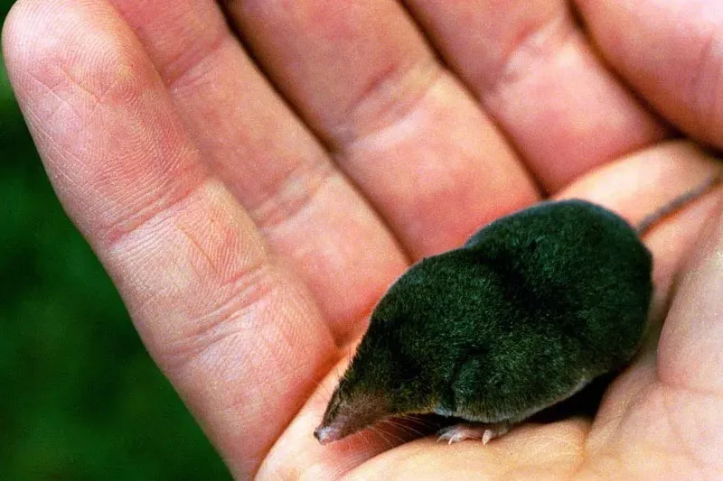 Un total de 44 especies se extinguieron en 2025, según la Lista Roja de la UICN